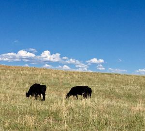 Horses in a field
