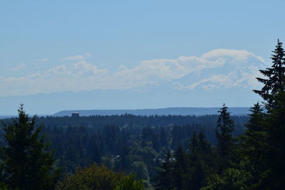 Scenic view of forest against sky