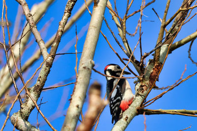 Low angle view of bird perching on tree against sky