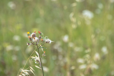 Close-up of insect on plant