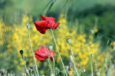 Close-up of pink flowering plants on field