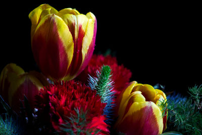 Close-up of red rose flower against black background