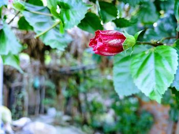 Close-up of red berries on tree