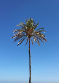 Low angle view of palm tree against clear blue sky