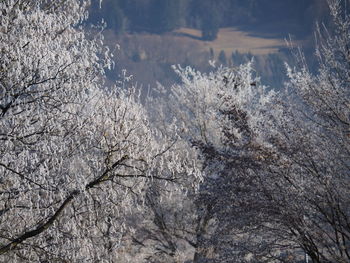 Close-up of tree during winter