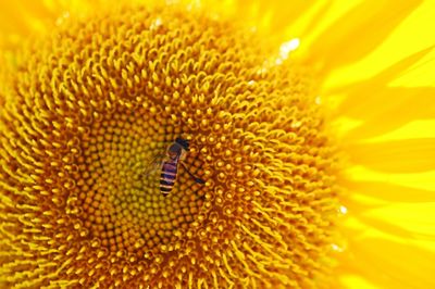 Full frame shot of yellow flower