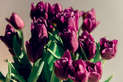 Valentine's day or mothers day tulip flowers purple color