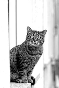 Close-up portrait of cat sitting