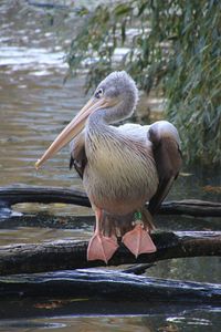 Close-up of pelican perching on lake