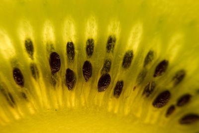 Full frame shot of yellow flower