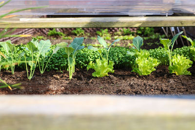 Plants growing in farm