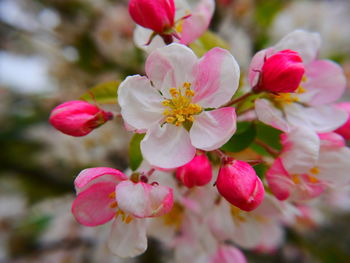 Close-up of pink flowers blooming outdoors