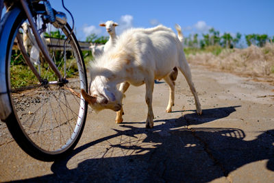 Goat hitting bicycle on street