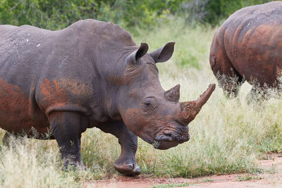 Close-up of a white rhino in swaziland