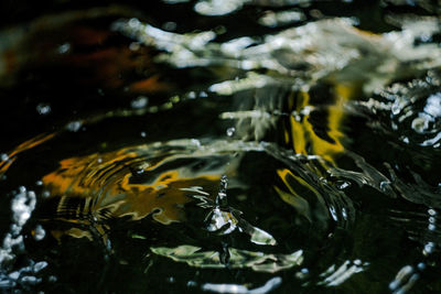 High angle view of fish swimming in pond