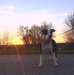 Dog on bare tree against sky during sunset