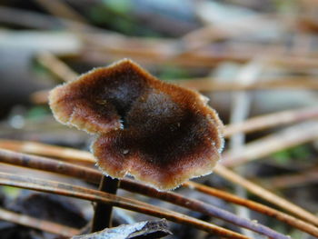 Close-up of plant against blurred background