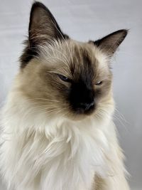 Close-up portrait of a cat