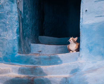 Cat sitting on blue steps