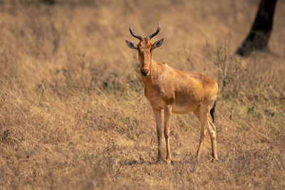 Deer standing on field