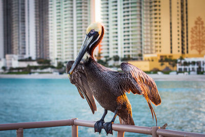 Bird perching on railing against buildings in city