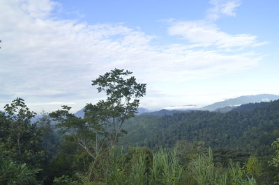 Trees on landscape against sky