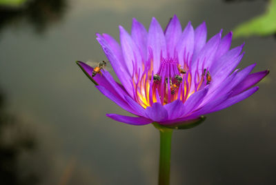 Purple petal and yellow pollen of water lily