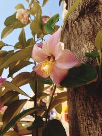 Low angle view of flower tree against sky