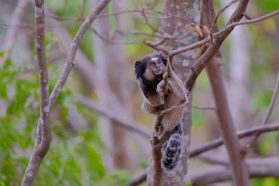 Monkey sitting on tree branch