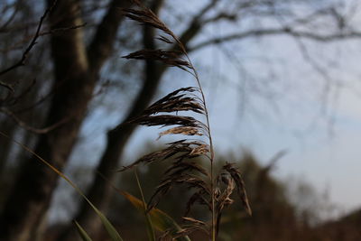 Close-up of plant against sky