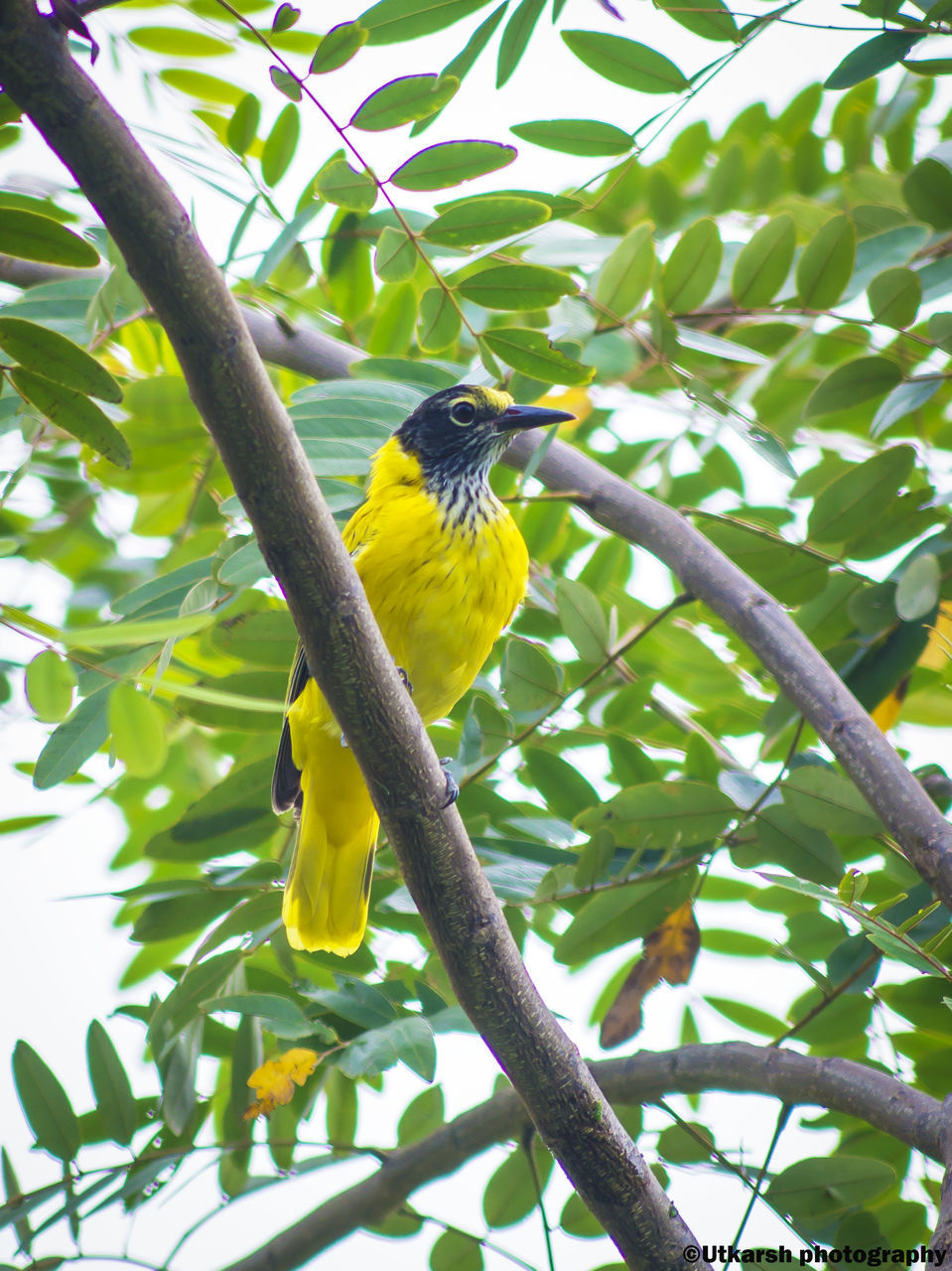 LOW ANGLE VIEW OF BIRD ON TREE