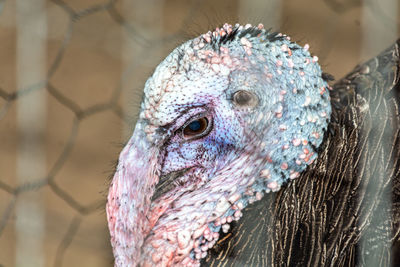 Close-up of a bird