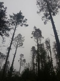 Low angle view of trees against sky