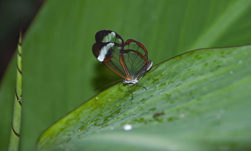 Close-up of butterfly on leaf