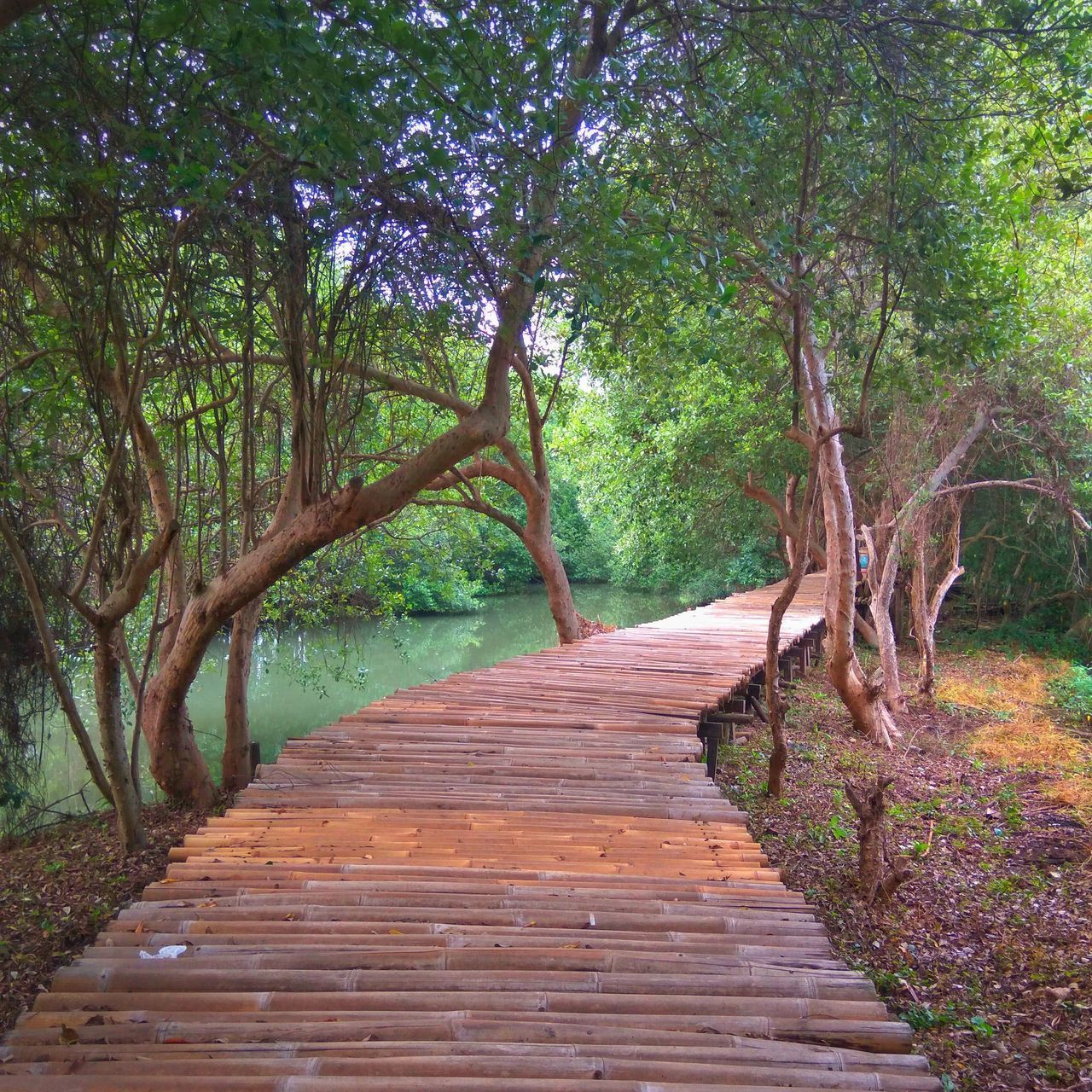 VIEW OF EMPTY FOOTPATH IN FOREST