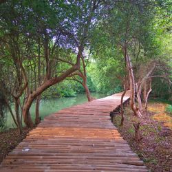 Footpath amidst trees in forest