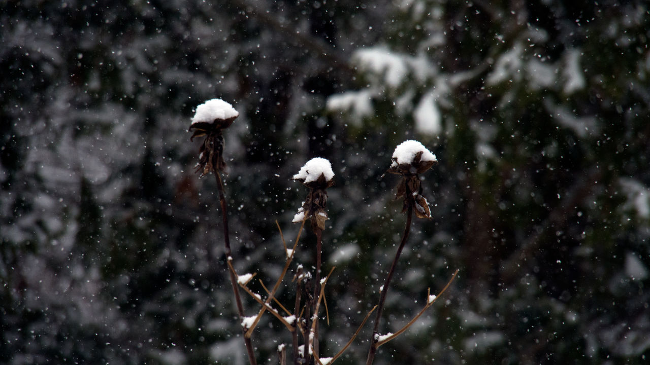 VIEW OF SNOW COVERED LAND