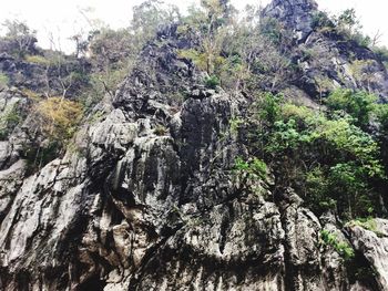 Low angle view of trees against mountain