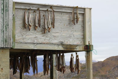 Fish drying on wooden structure