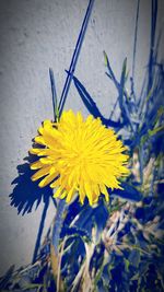 Close-up of yellow flowering plant