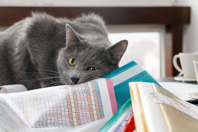 Close-up portrait of cat on sofa