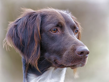 Close-up portrait of a dog looking away