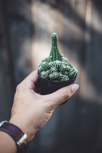 Cropped hand of woman holding potted cactus outdoors