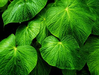 Full frame shot of green leaves