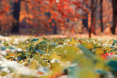 Close-up of maple leaves during autumn