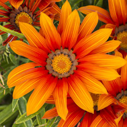 Close-up of orange flowering plant