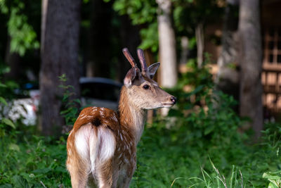 Deer on a field