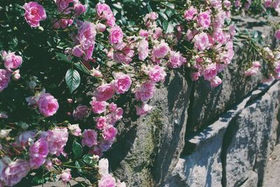 Close-up of pink flowers