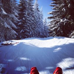 Red shoes on snowy field against trees