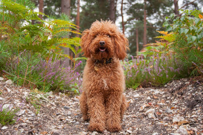 Cockapoo by plants on field